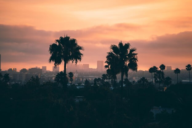 sunset palm trees